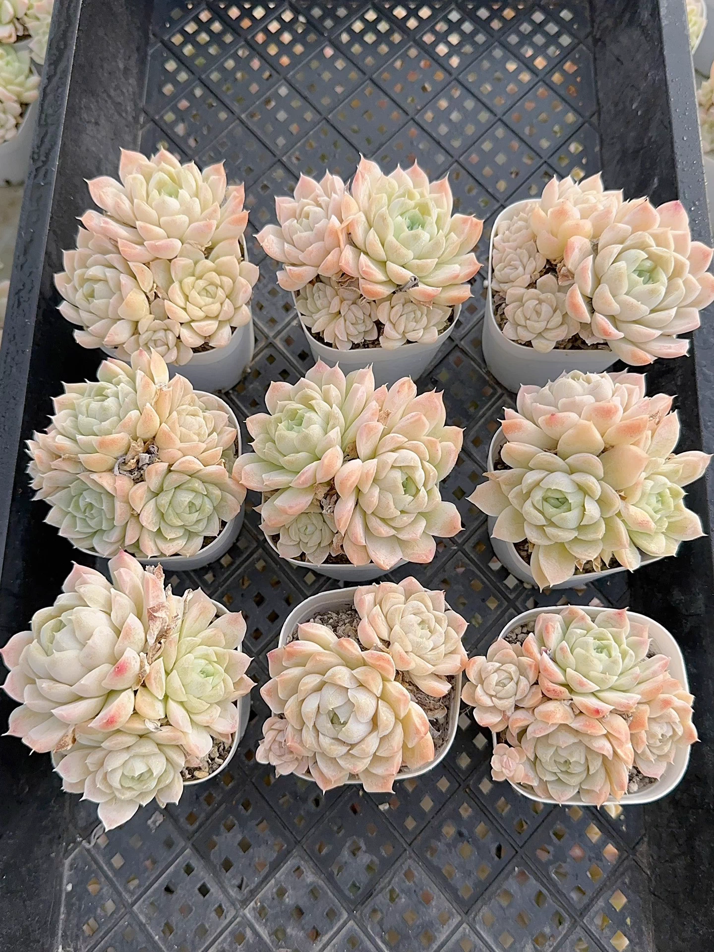 6-7cm Echeveria White Moon group