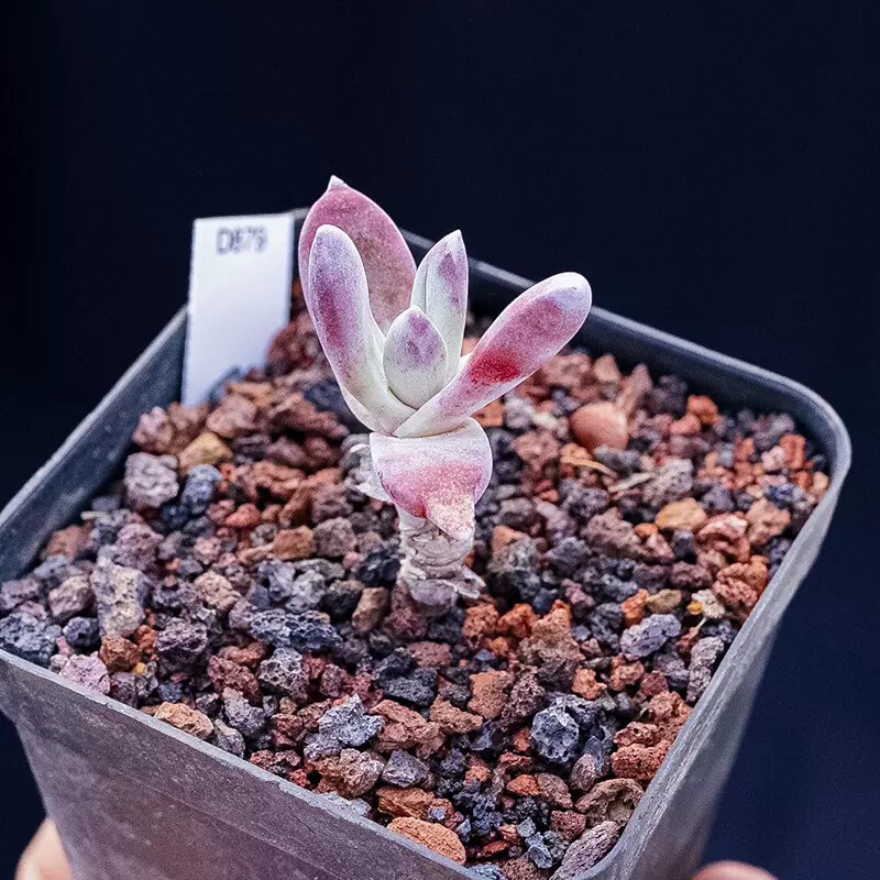 5-6cm Dudleya Caespitosa
