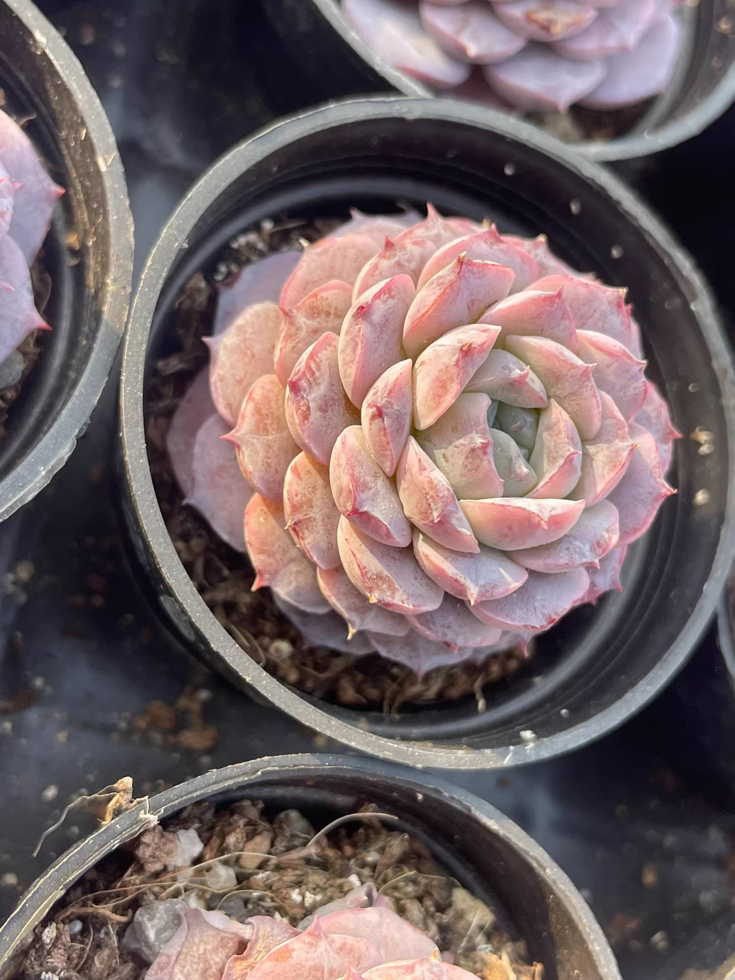 4-5cm Echeveria Amazing Grace