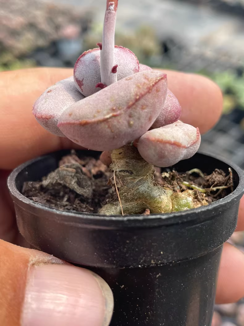 4.5cm Adromischus marianae