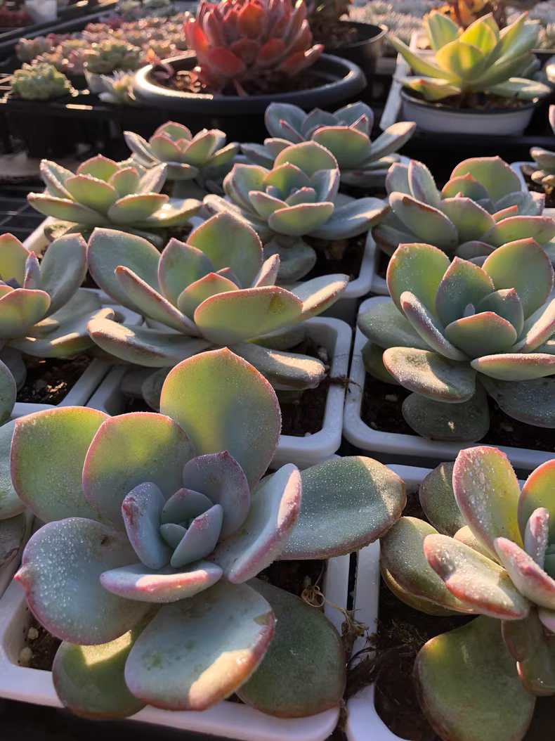 5cm 1PCS Echeveria White Lady Hybrid