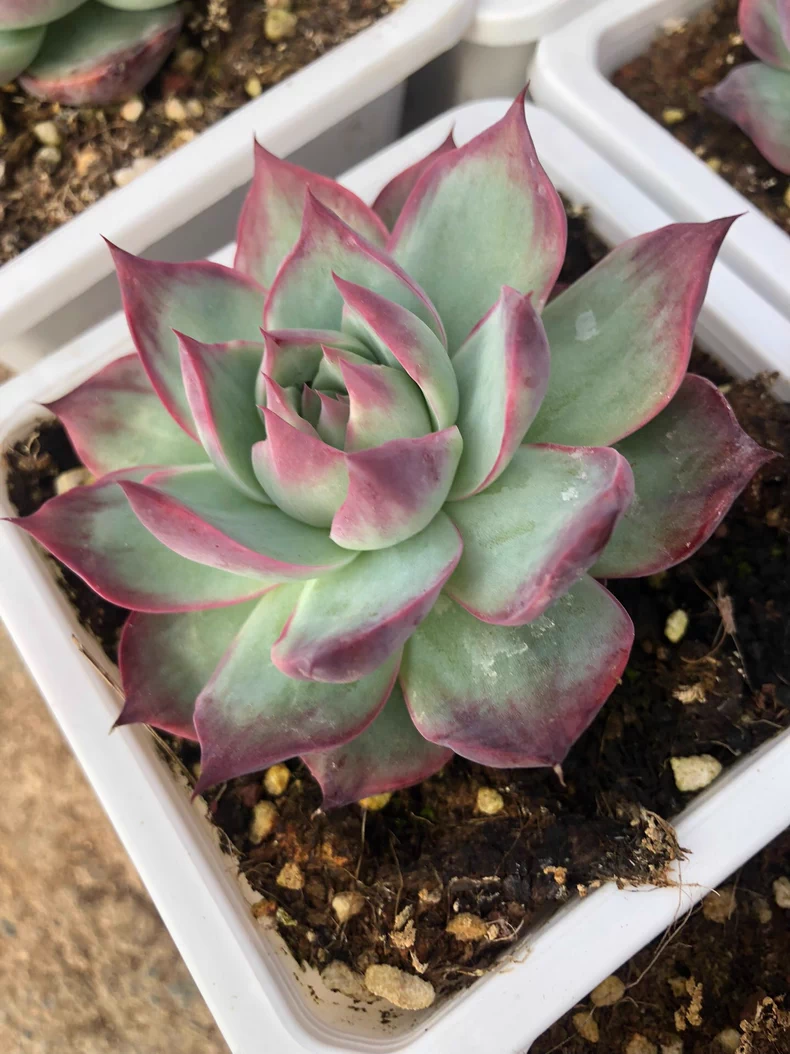 5cm 1PCS Cotyledon Oophylla