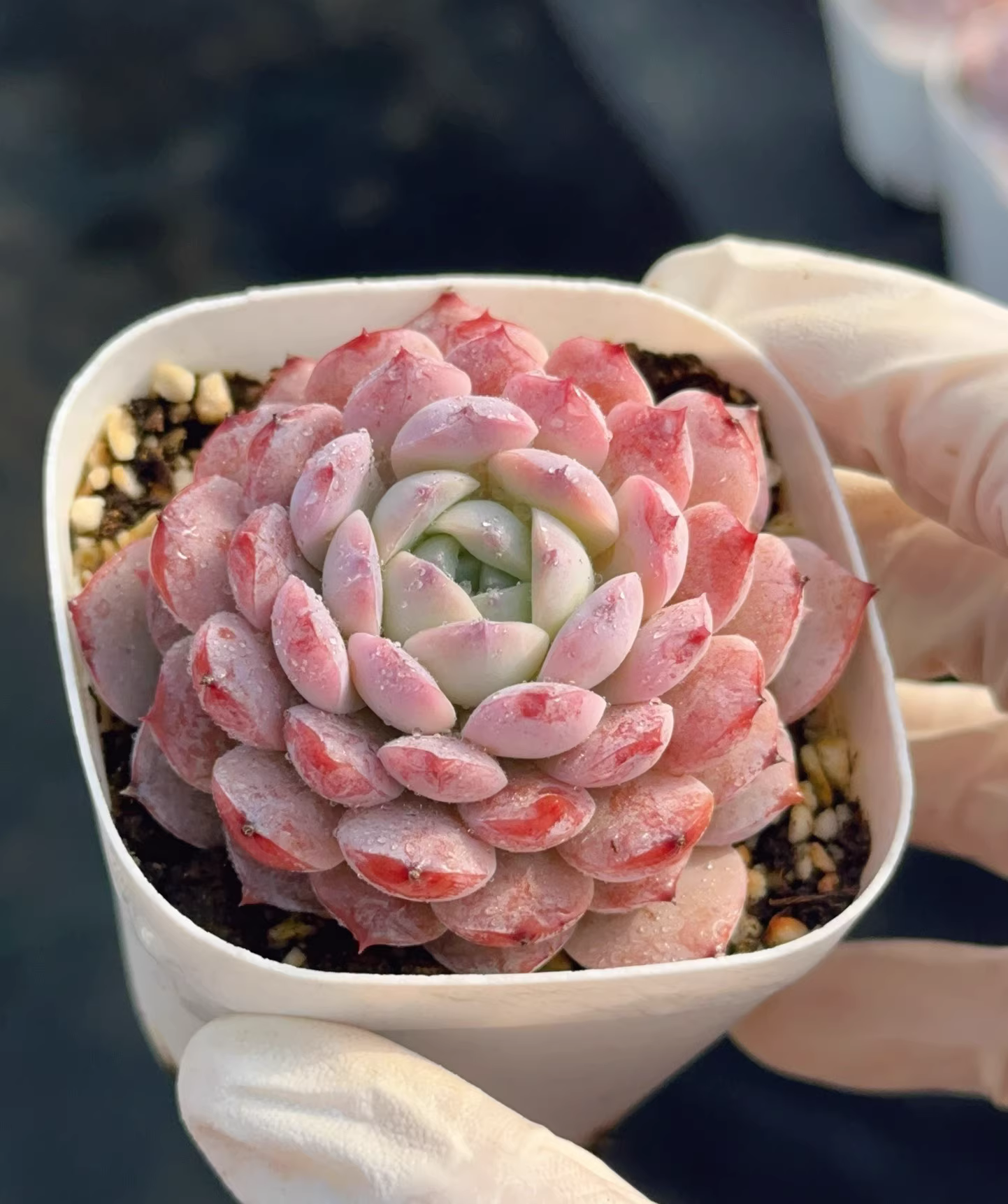 4-5cm Echeveria Amazing Grace