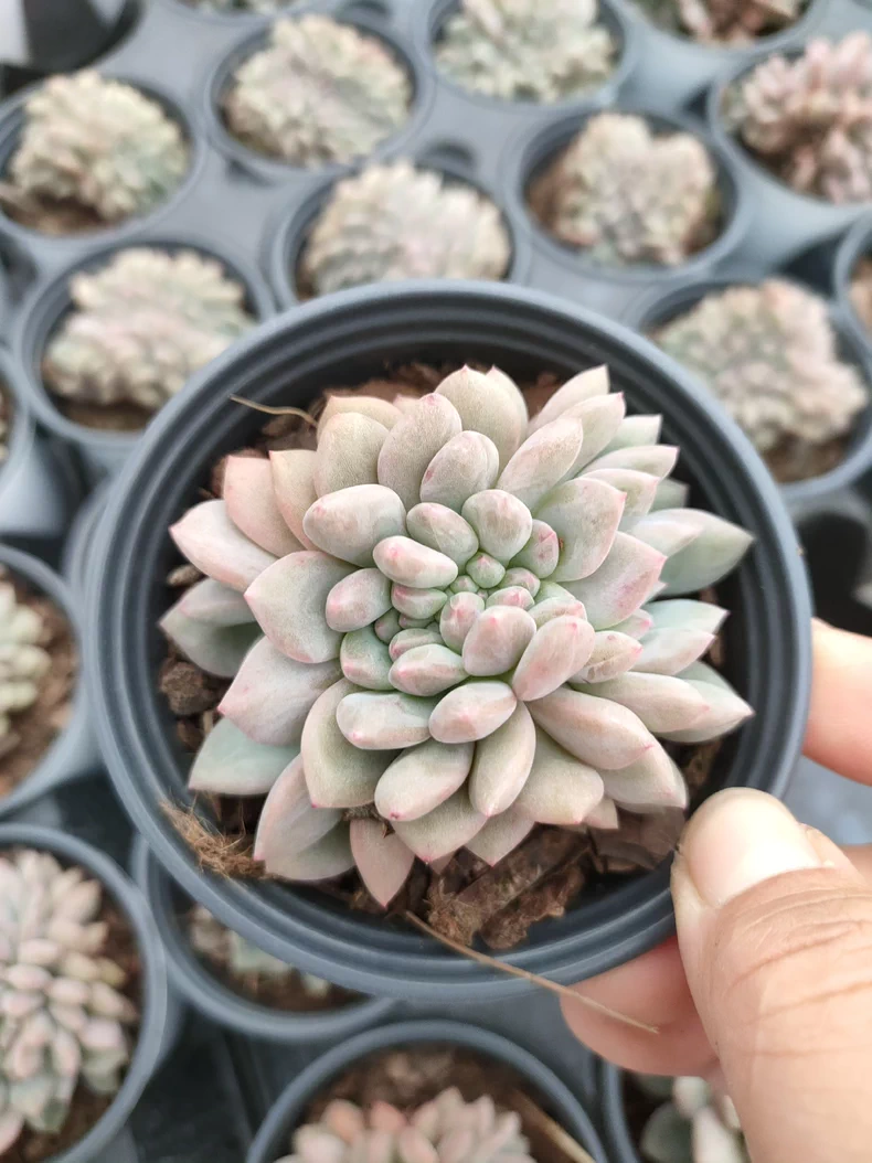 7cm Echeveria Ariel cristata