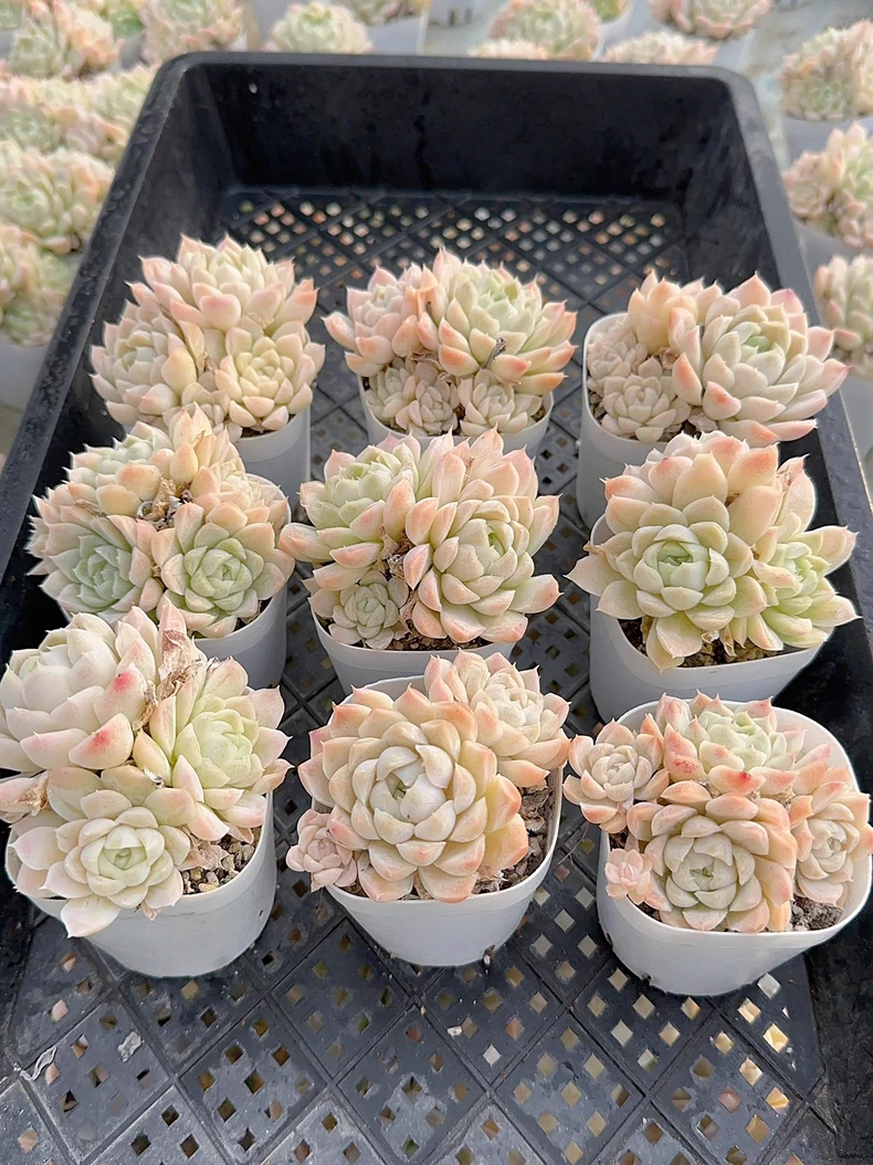 6-7cm Echeveria White Moon group