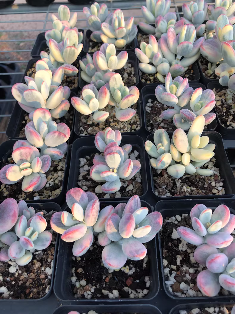 7cm Cotyledon Oophylla