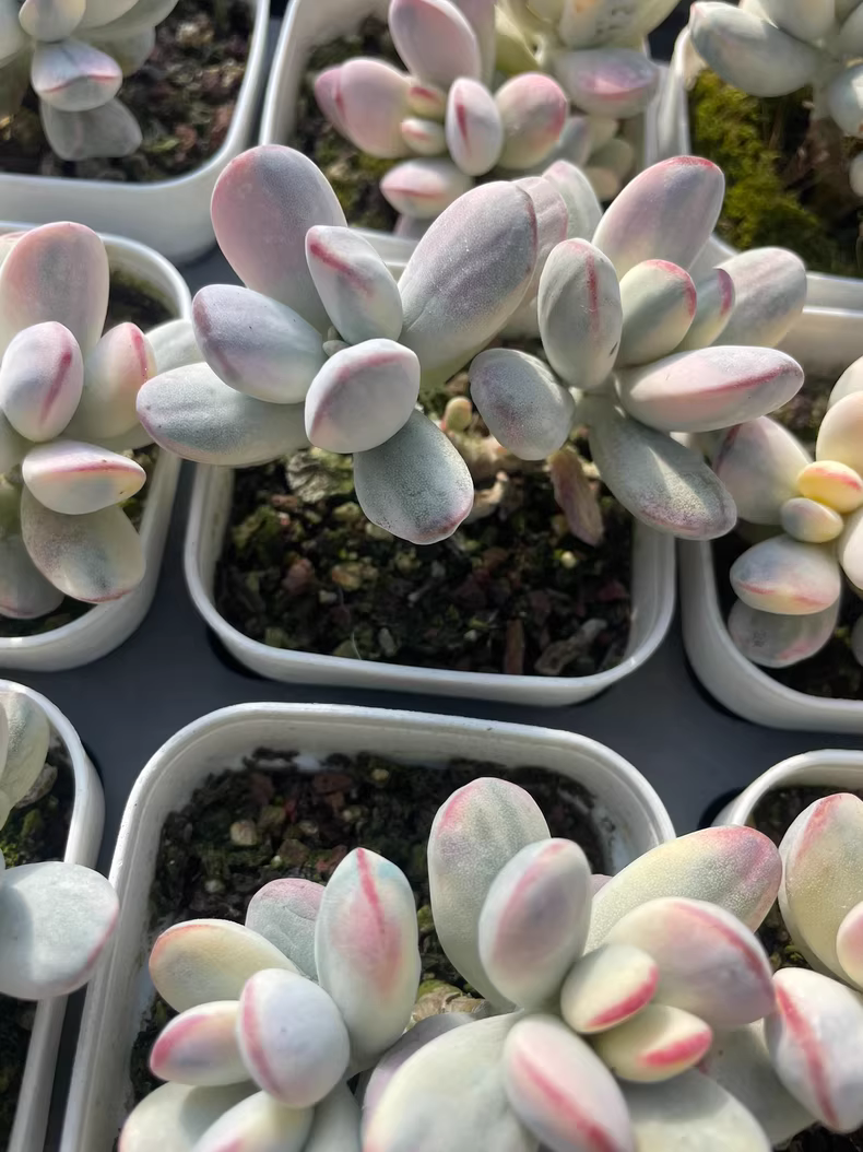 7cm Cotyledon Oophylla