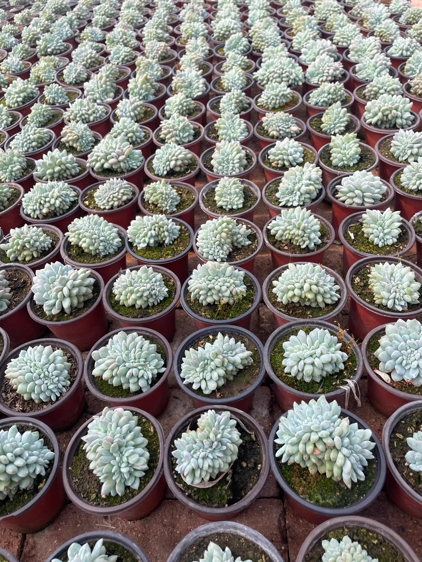 6-7cm Echeveria Monroe Cristata