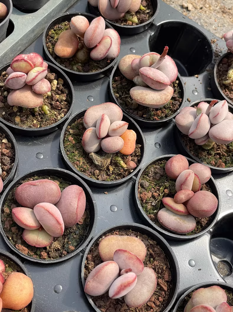 4.5cm Adromischus marianae