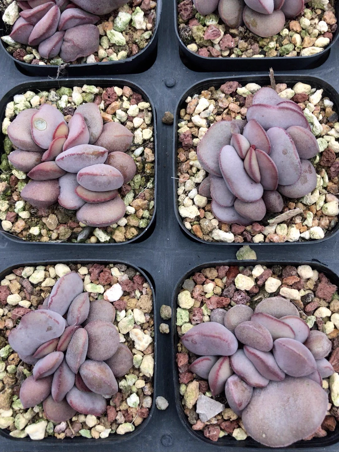 4.5cm Adromischus marianae