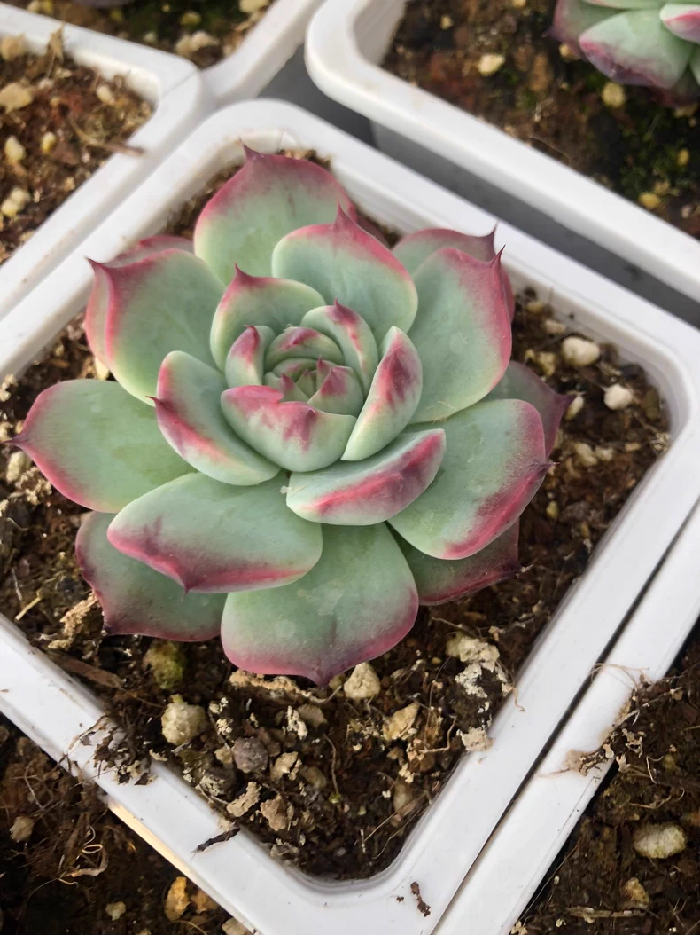 5cm 1PCS Cotyledon Oophylla