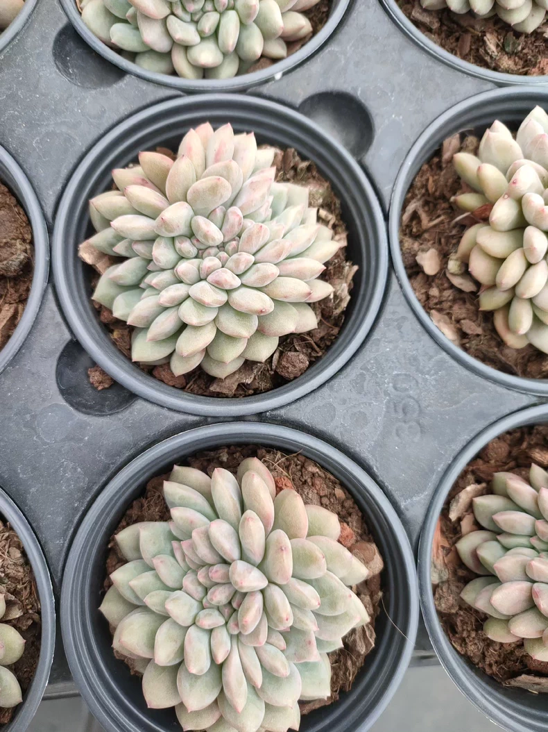 7cm Echeveria Ariel cristata