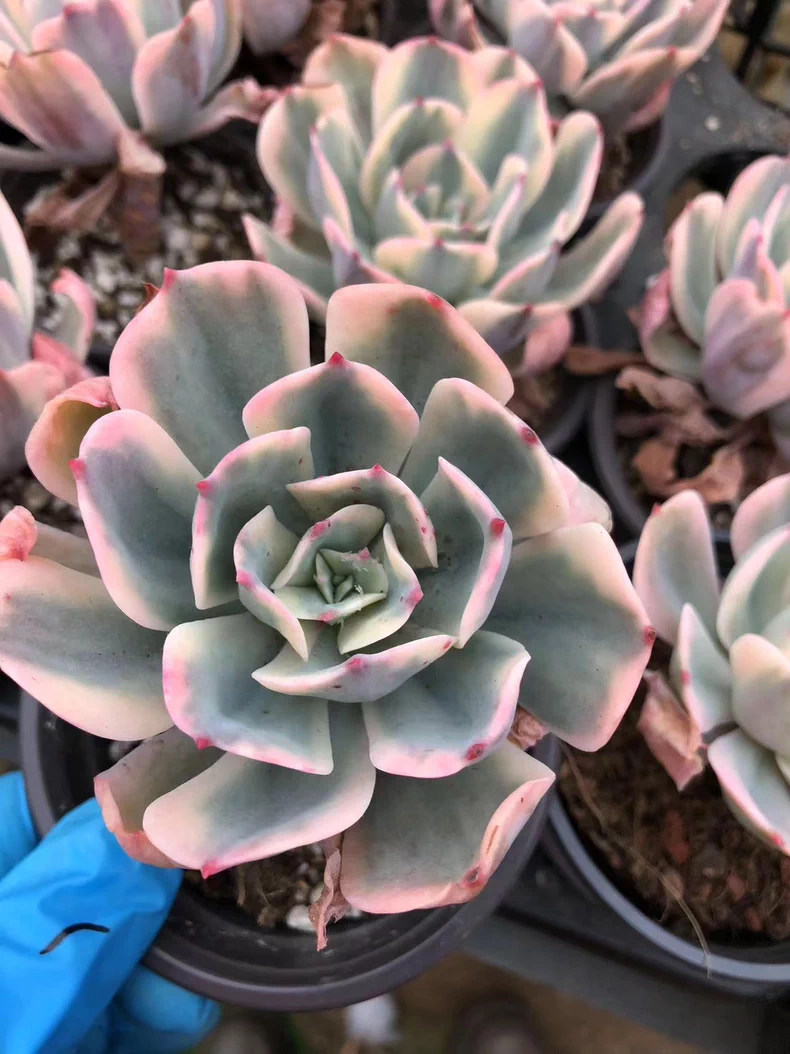 7cm Echeveria Imbricata variegata