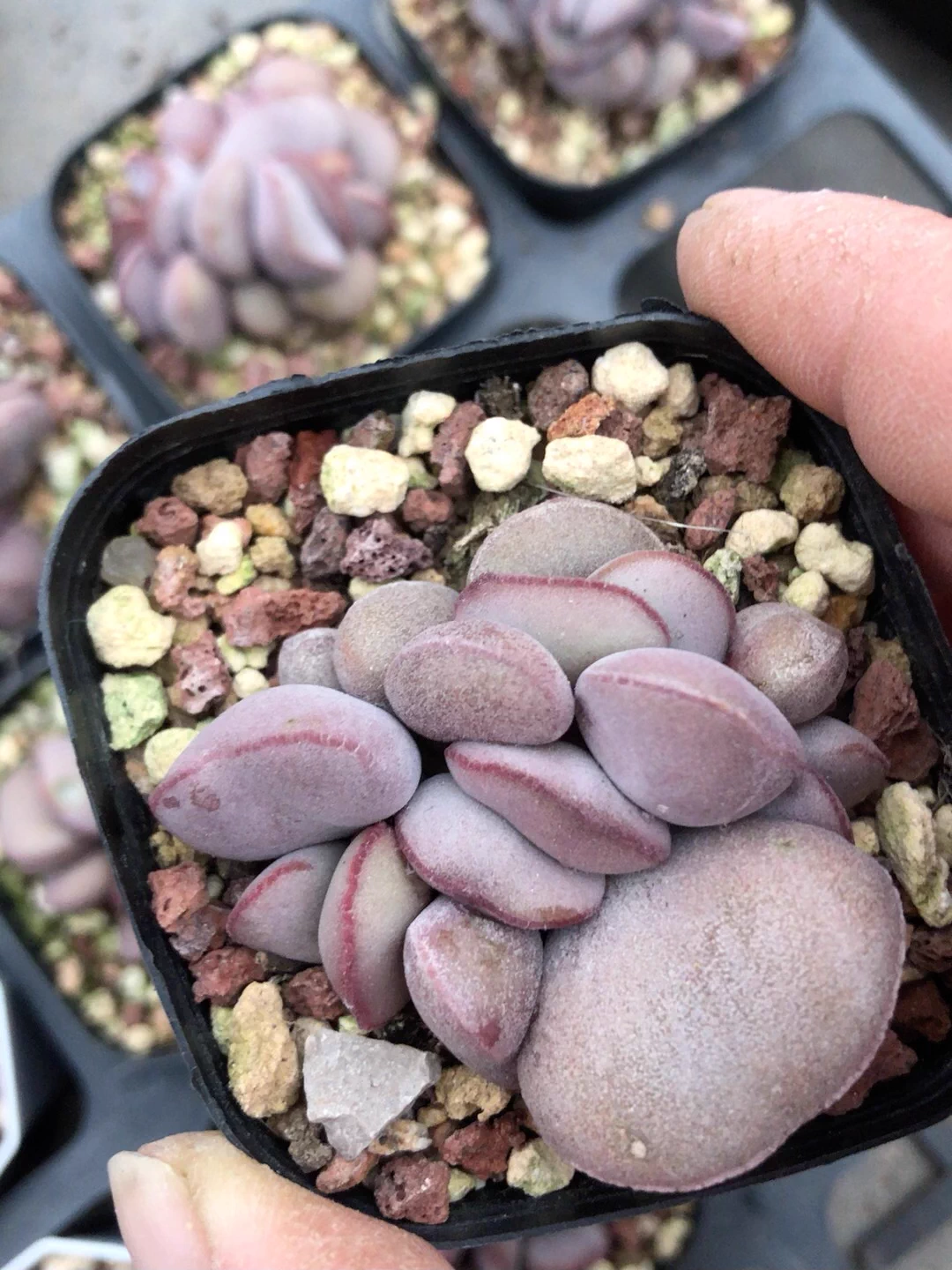 4.5cm Adromischus marianae