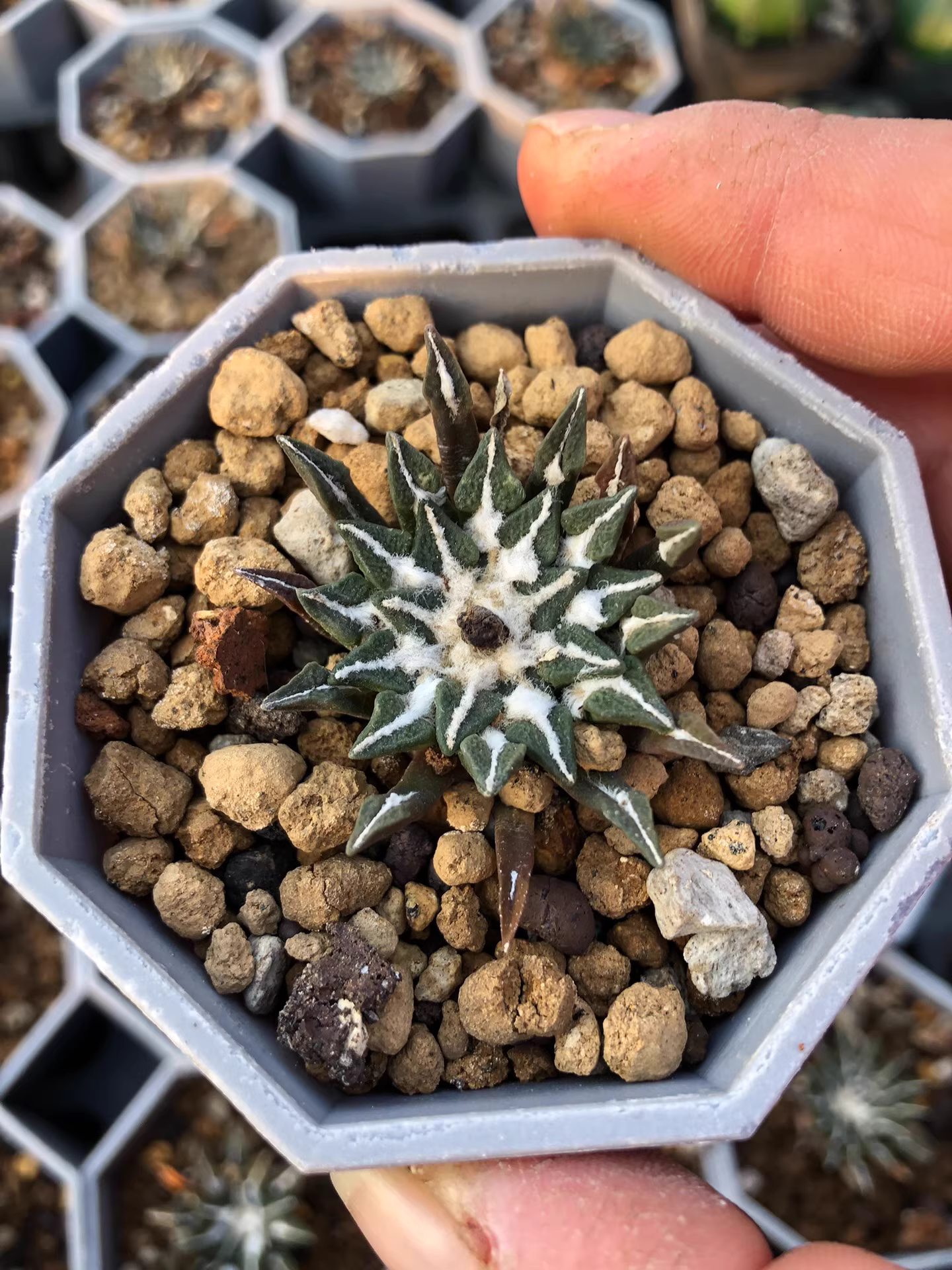 4.5cm Ariocarpus kotschoubeyanus‌