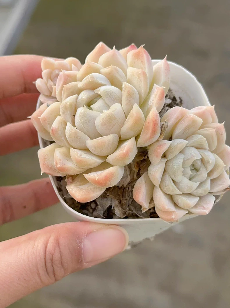 6-7cm Echeveria White Moon group