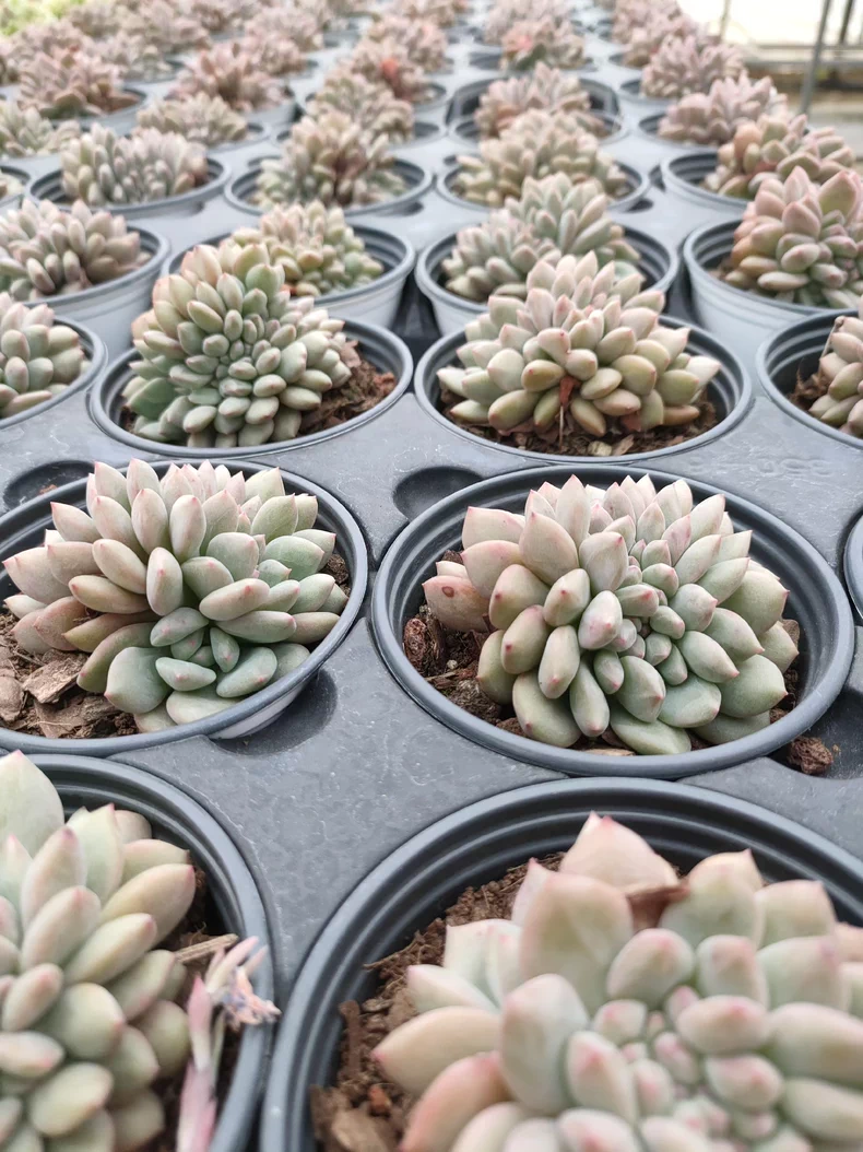 7cm Echeveria Ariel cristata