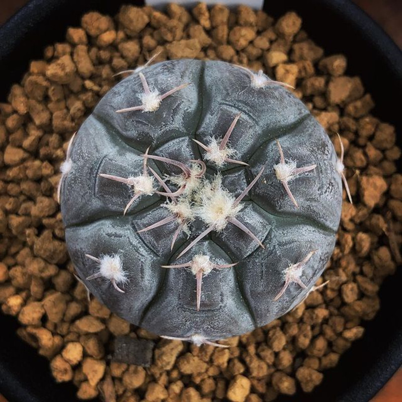 3cm Gymnocalycium Prochazkianum