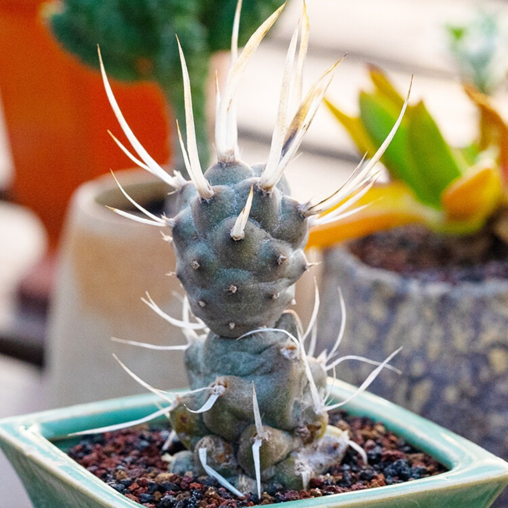 5-7cm Opuntia articulata