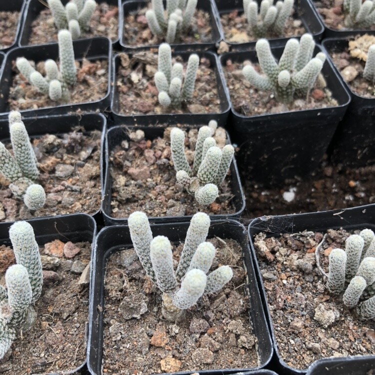 1PCS 5-6cm Turbinicarpus minimus