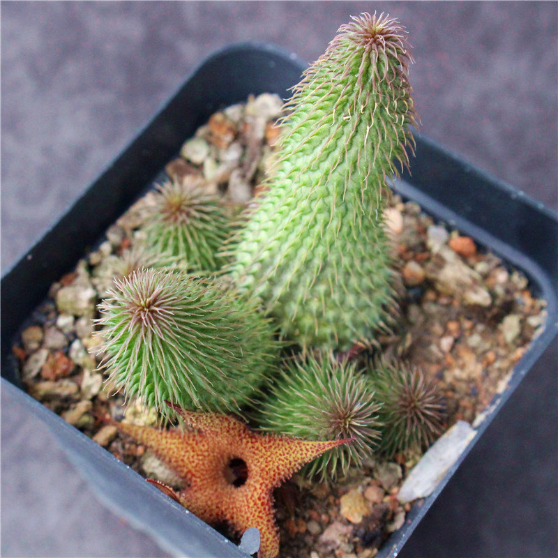 4-6CM 1PCS Huernia pillansii