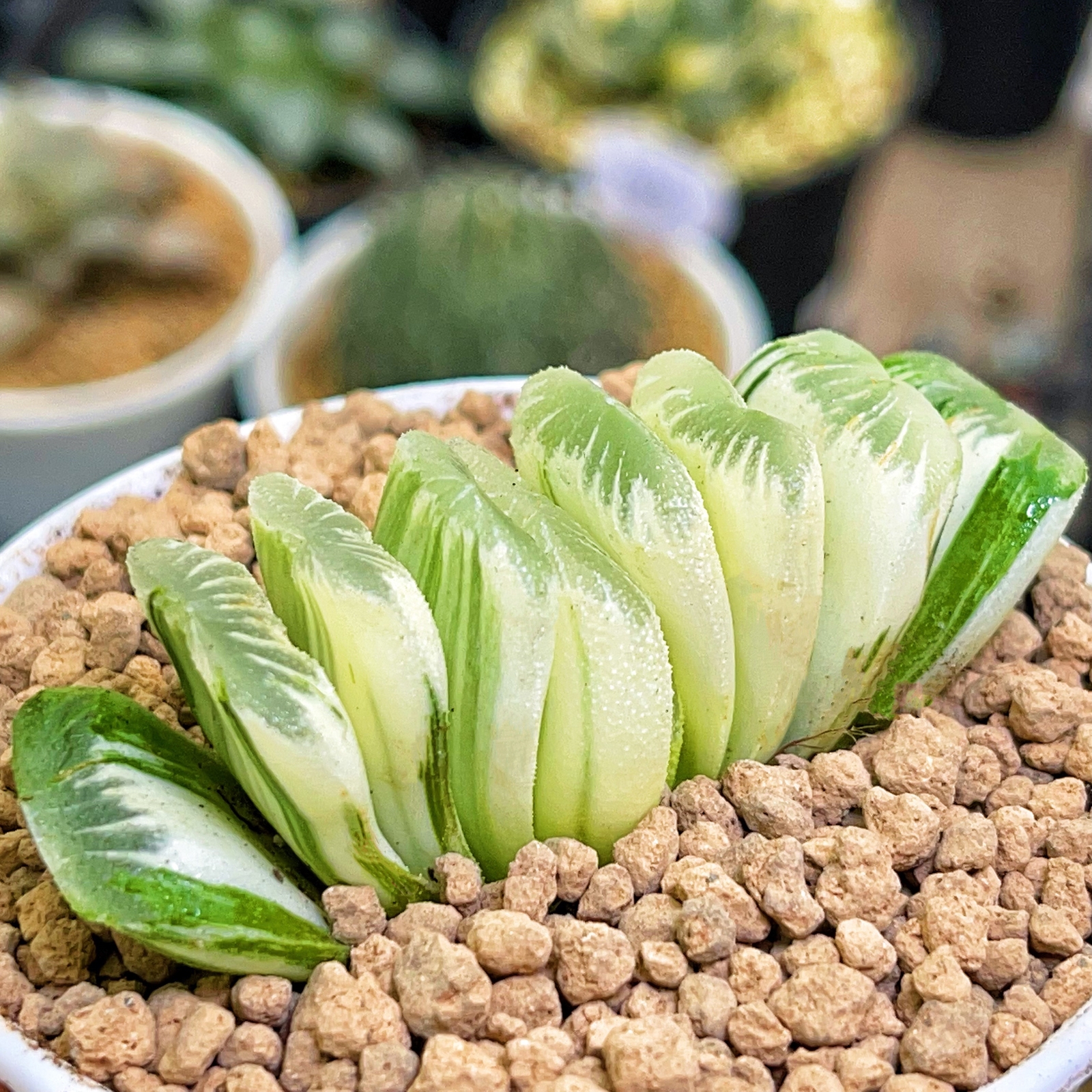 6CM 1PCS Haworthia truncata Variegated