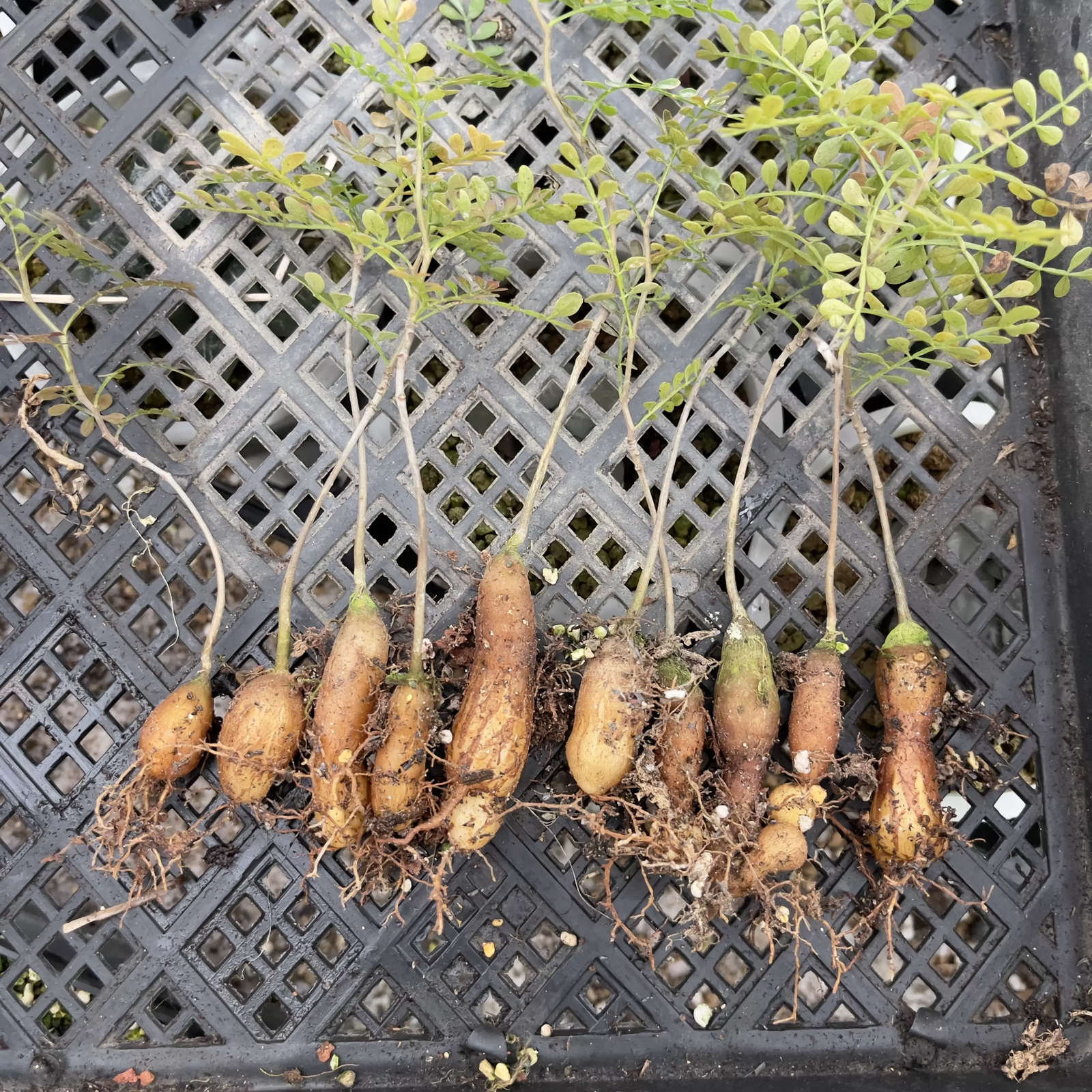 2cm Operculicarya pachypus