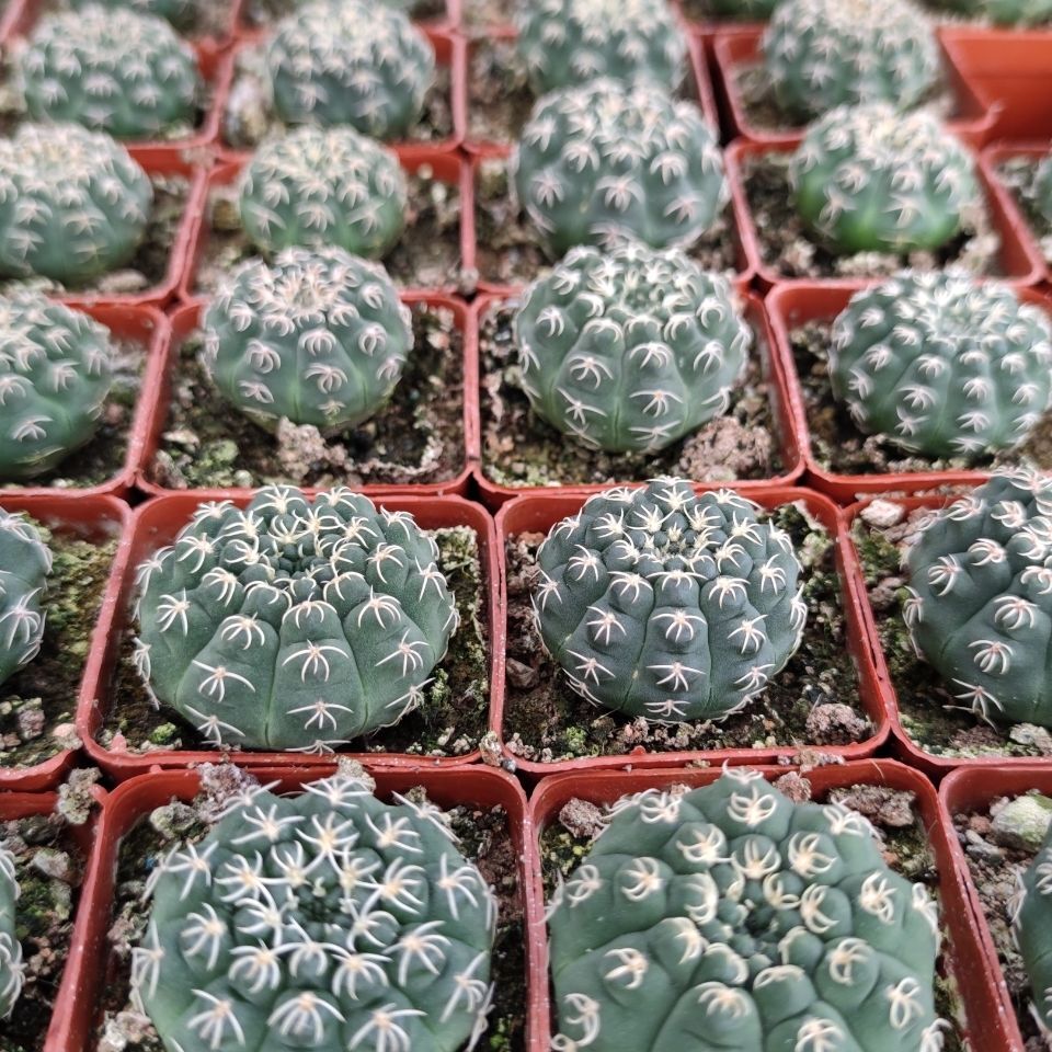 3-4cm Gymnocalycium quehlianum
