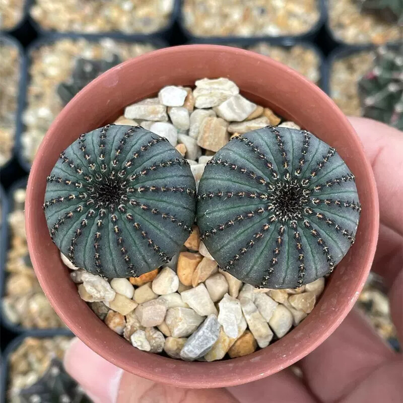 3CM Frailea asterioides