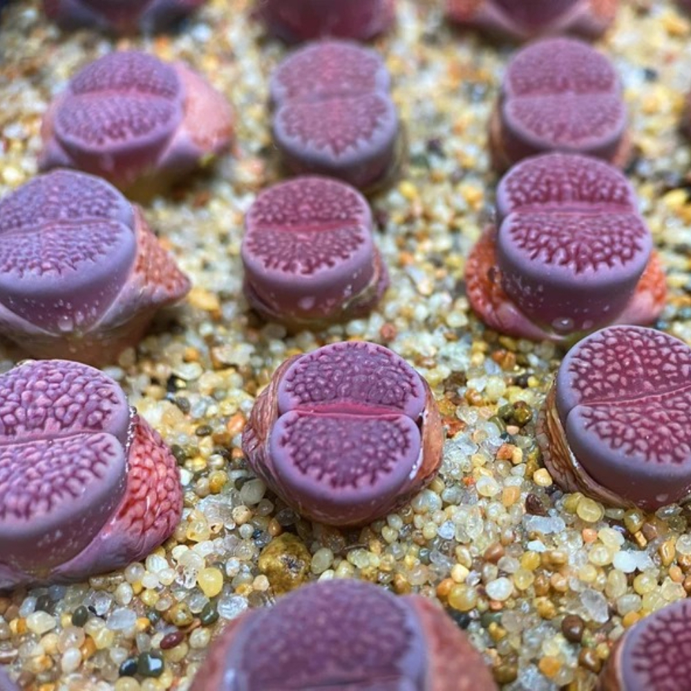 1.5-2cm Lithops Hallii Purple