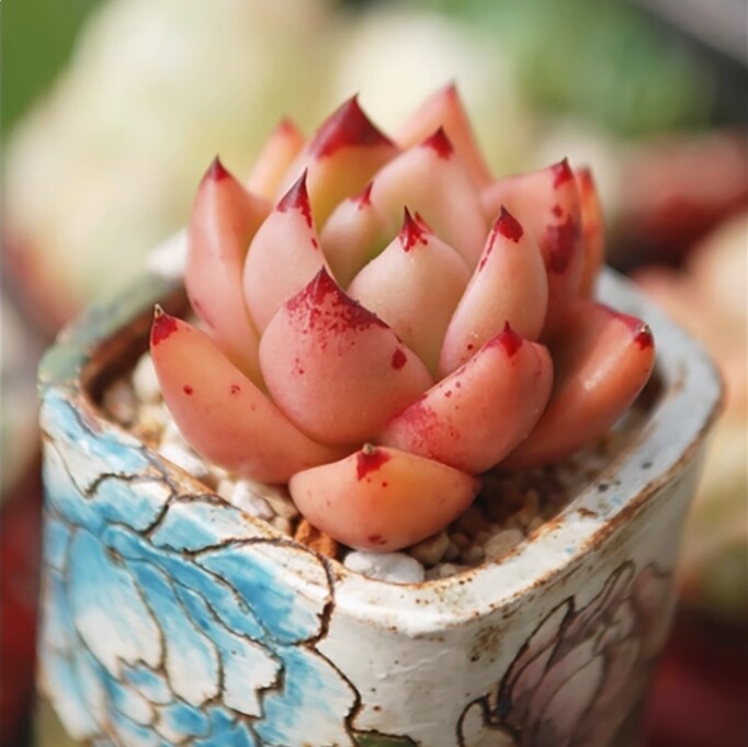 4cm Echeveria 'Honey pink'