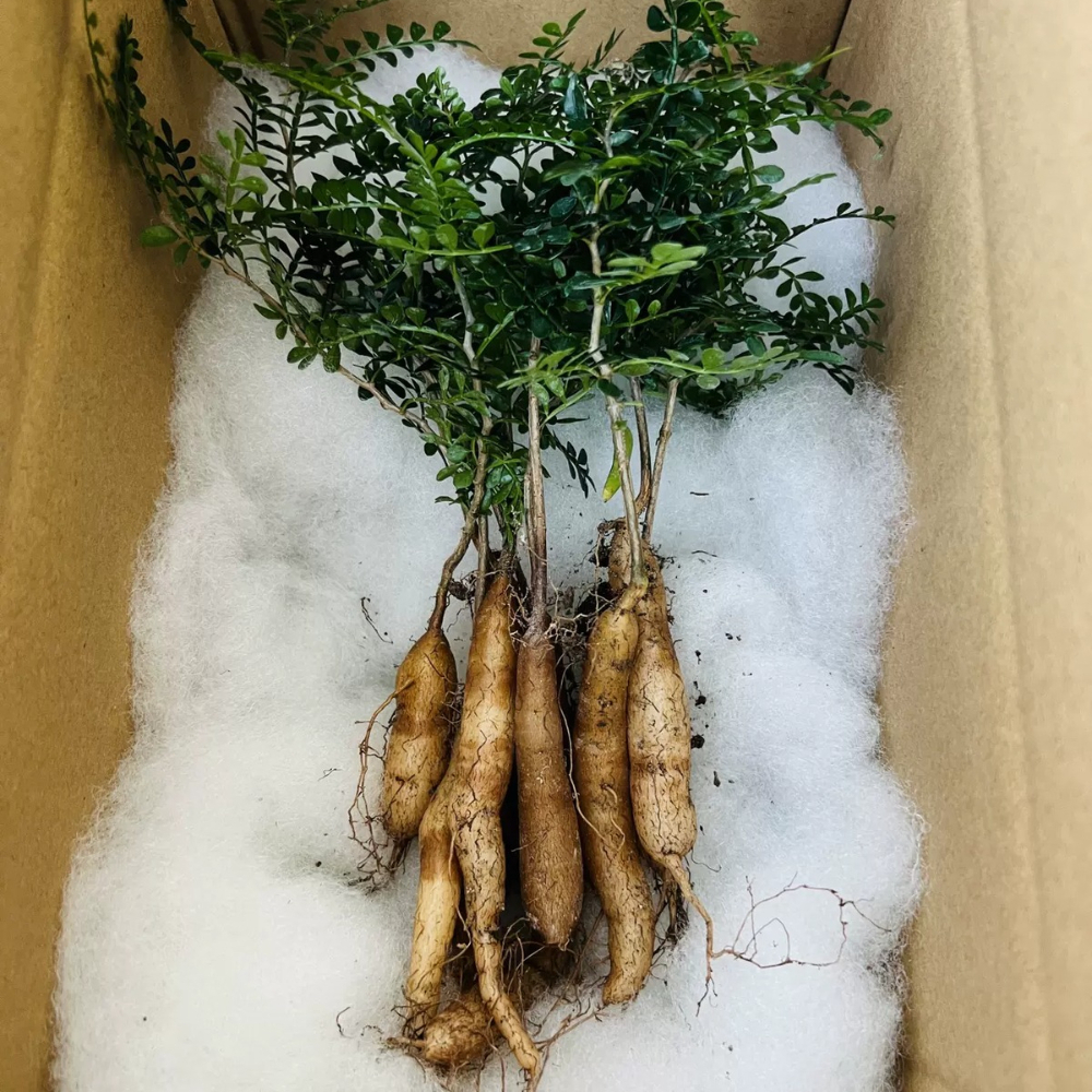 2cm Operculicarya pachypus