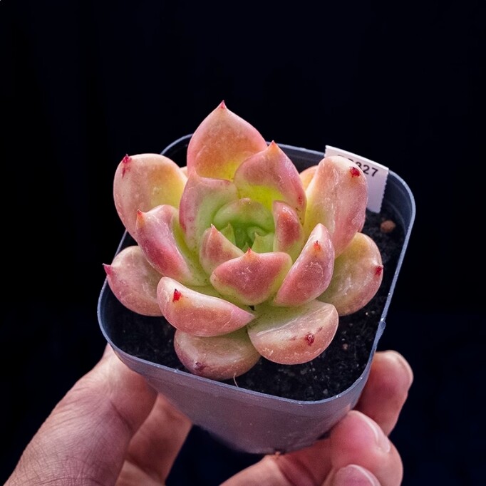4cm Echeveria 'Honey pink'