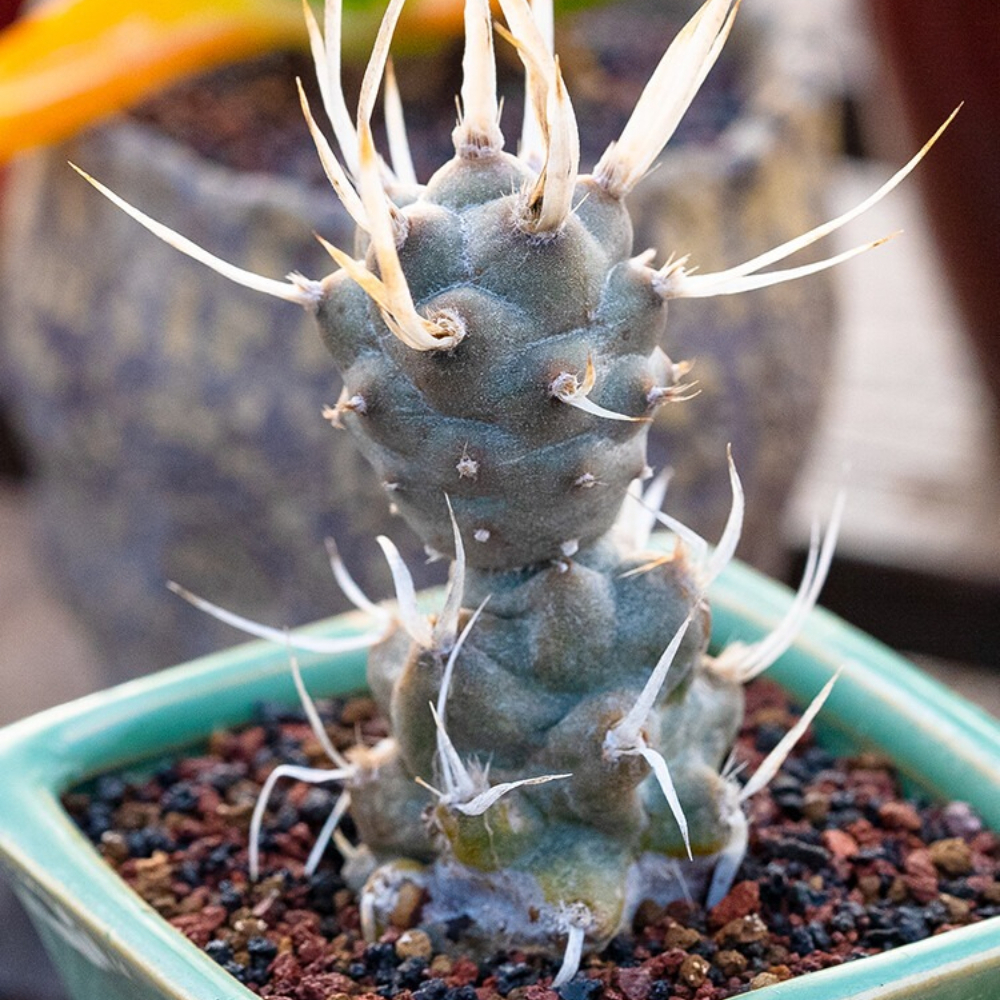 5-7cm Opuntia articulata