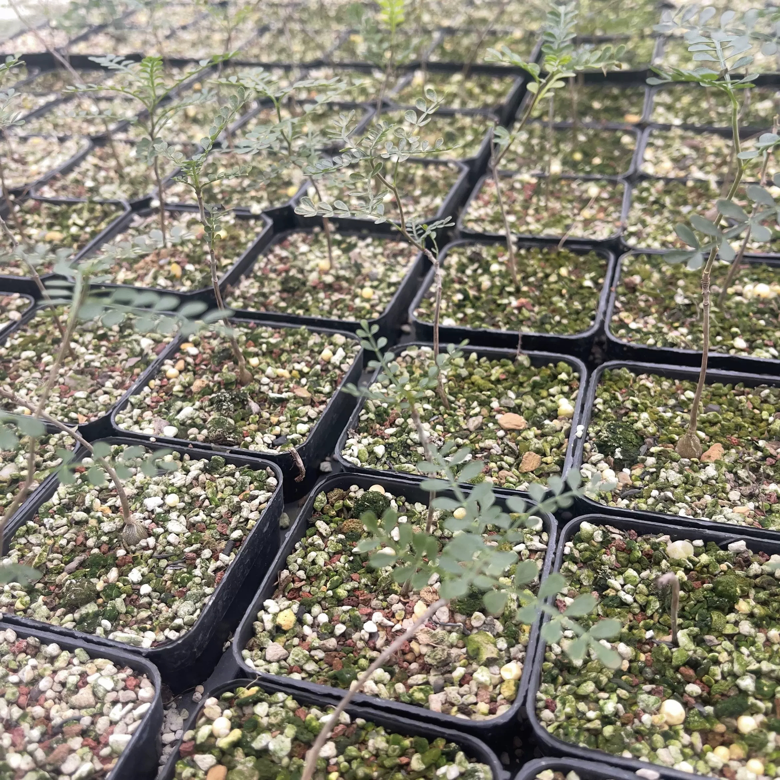 2cm Operculicarya pachypus