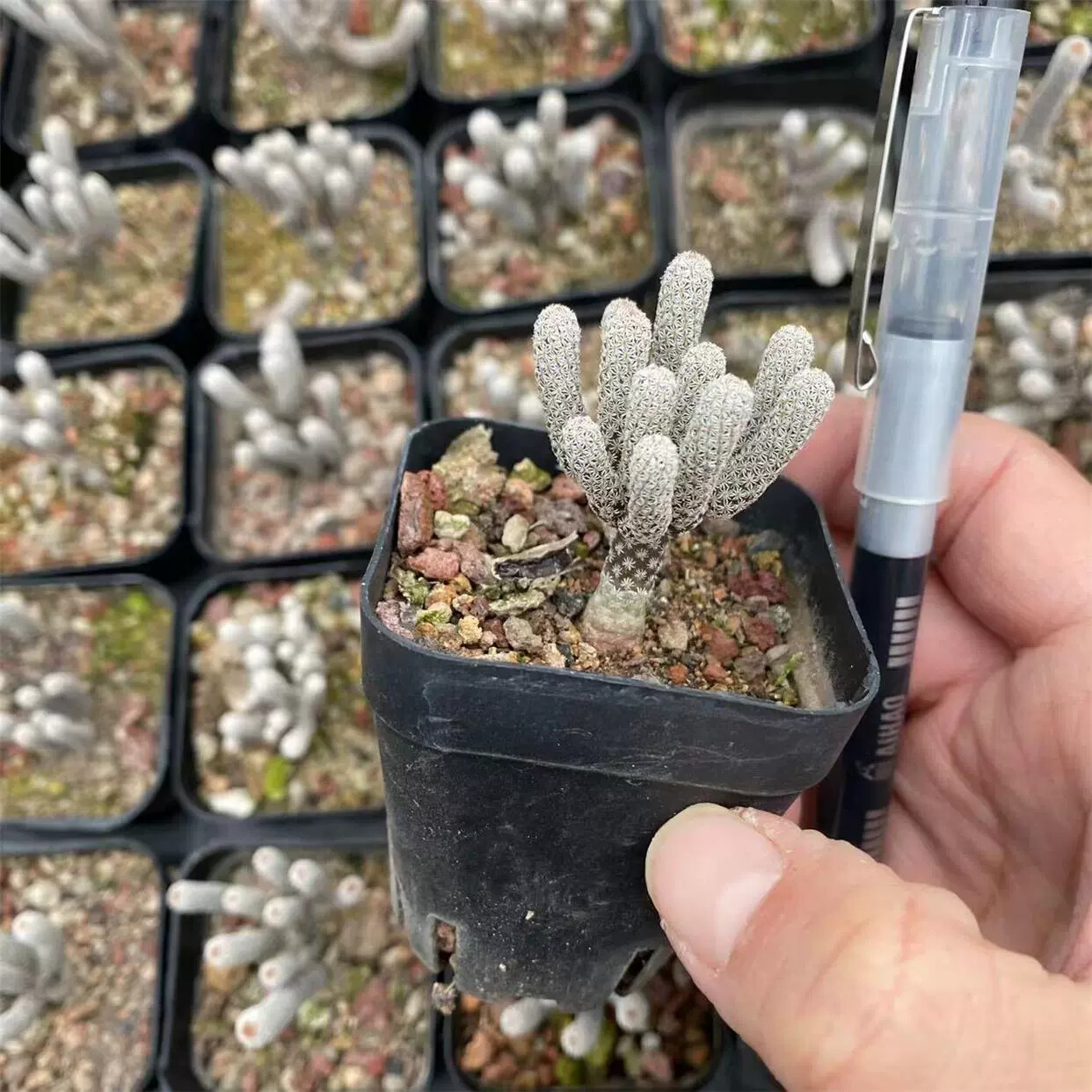 1PCS 5-6cm Turbinicarpus minimus