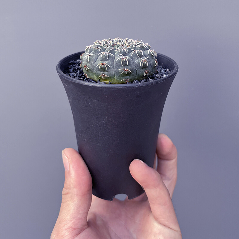 3-4cm Gymnocalycium quehlianum