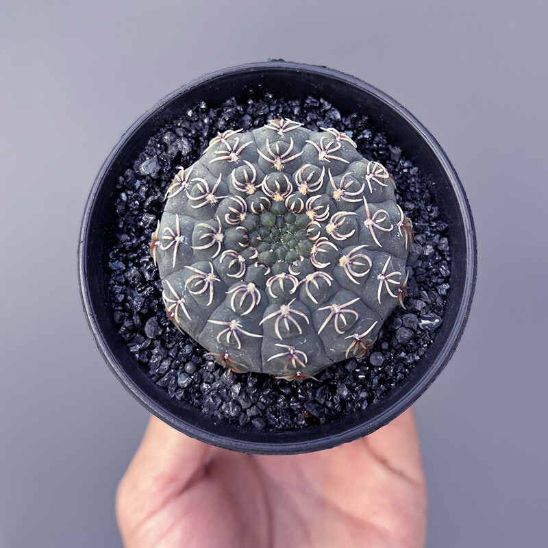 3-4cm Gymnocalycium quehlianum