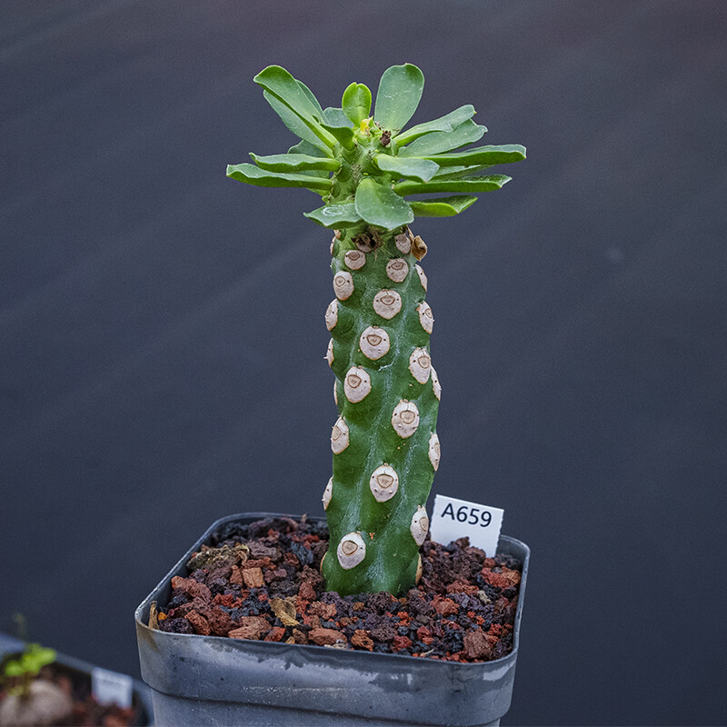 7-9cm Euphorbia Royleana Boiss Cristata