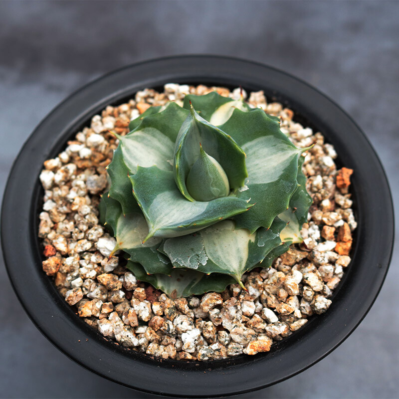 5-6cm Agave Isthmensis Mediopicta Alba