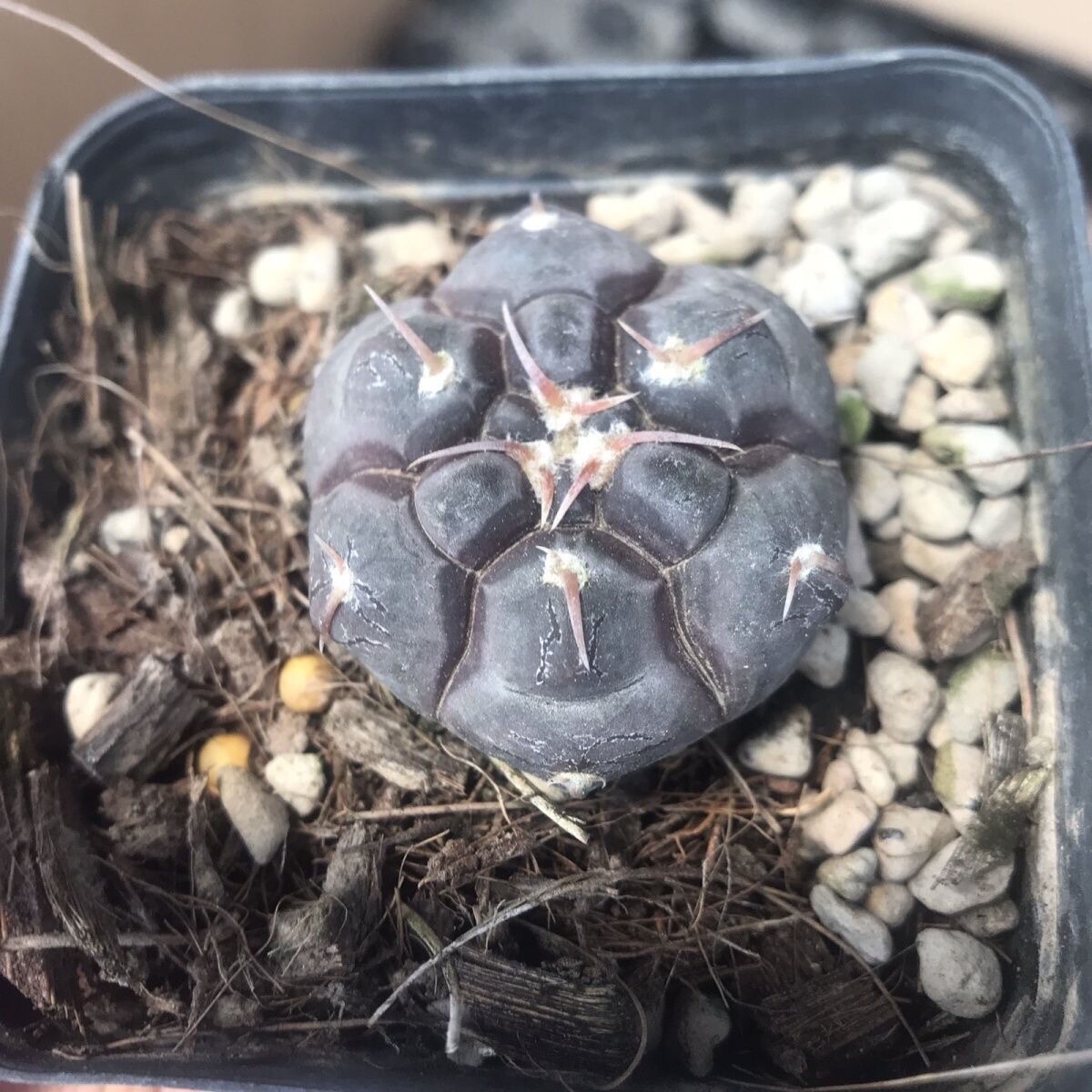 3cm Gymnocalycium Prochazkianum