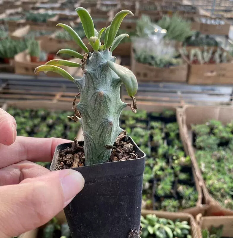 6-8CM Senecio mweroensisssp