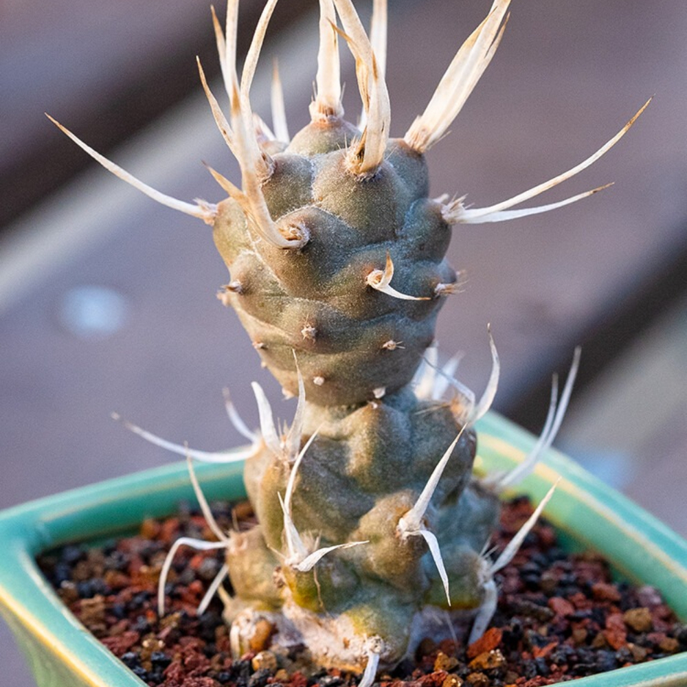 5-7cm Opuntia articulata
