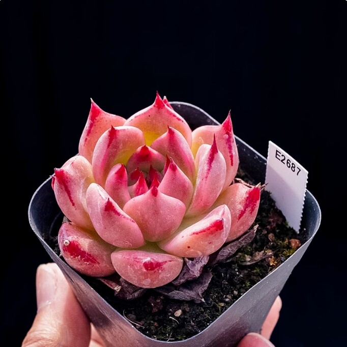 4cm Echeveria 'Honey pink'