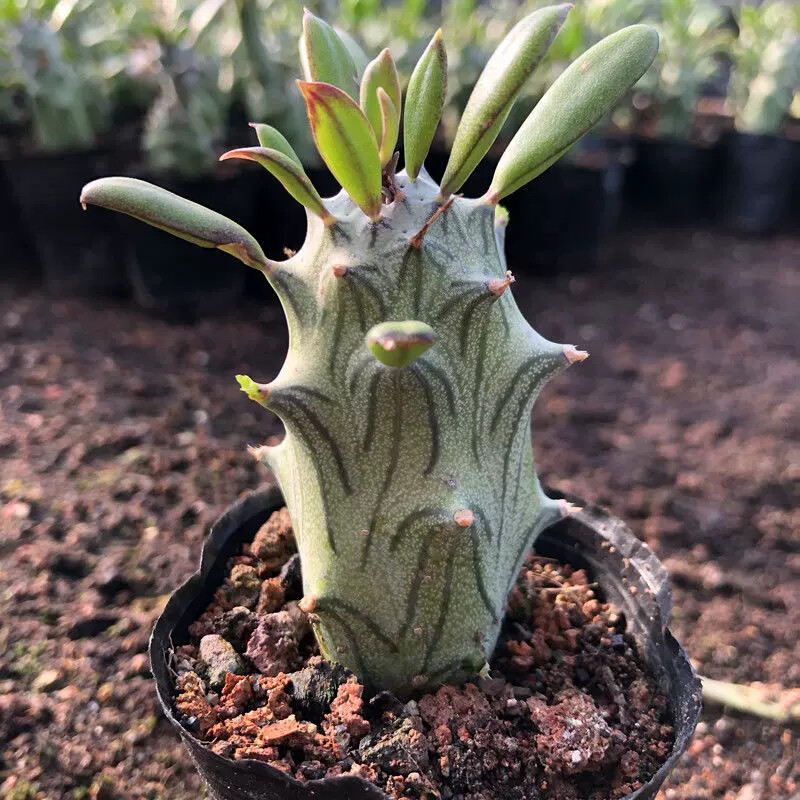 6-8CM Senecio mweroensisssp