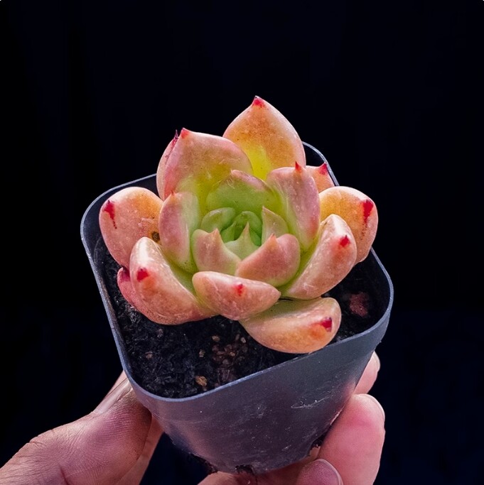 4cm Echeveria 'Honey pink'