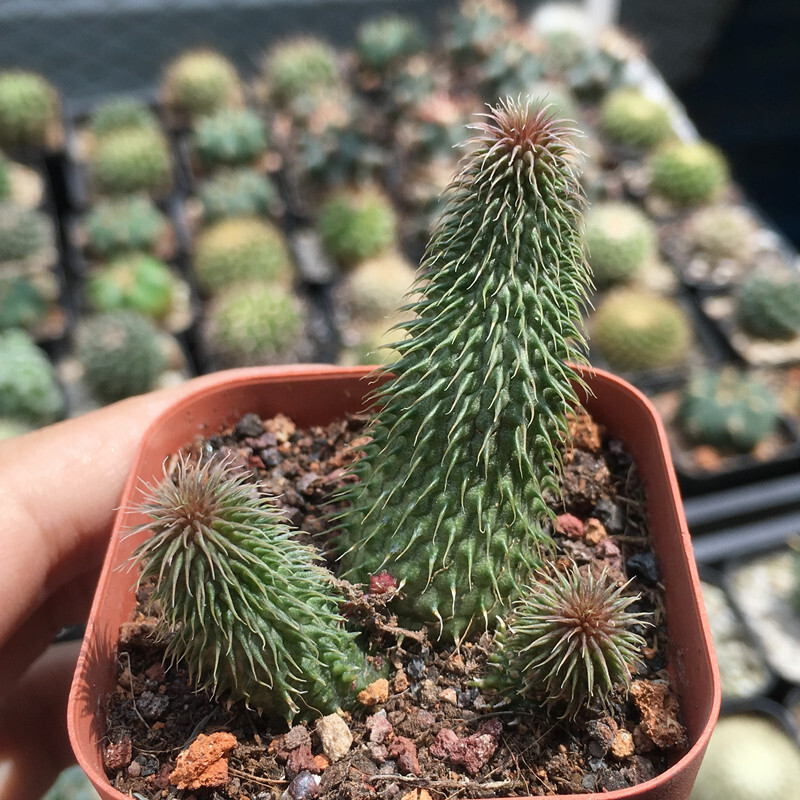 4-6CM 1PCS Huernia pillansii