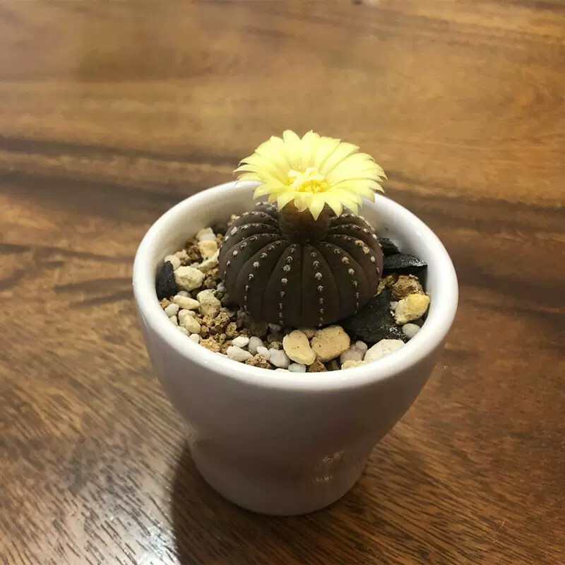 3CM Frailea asterioides