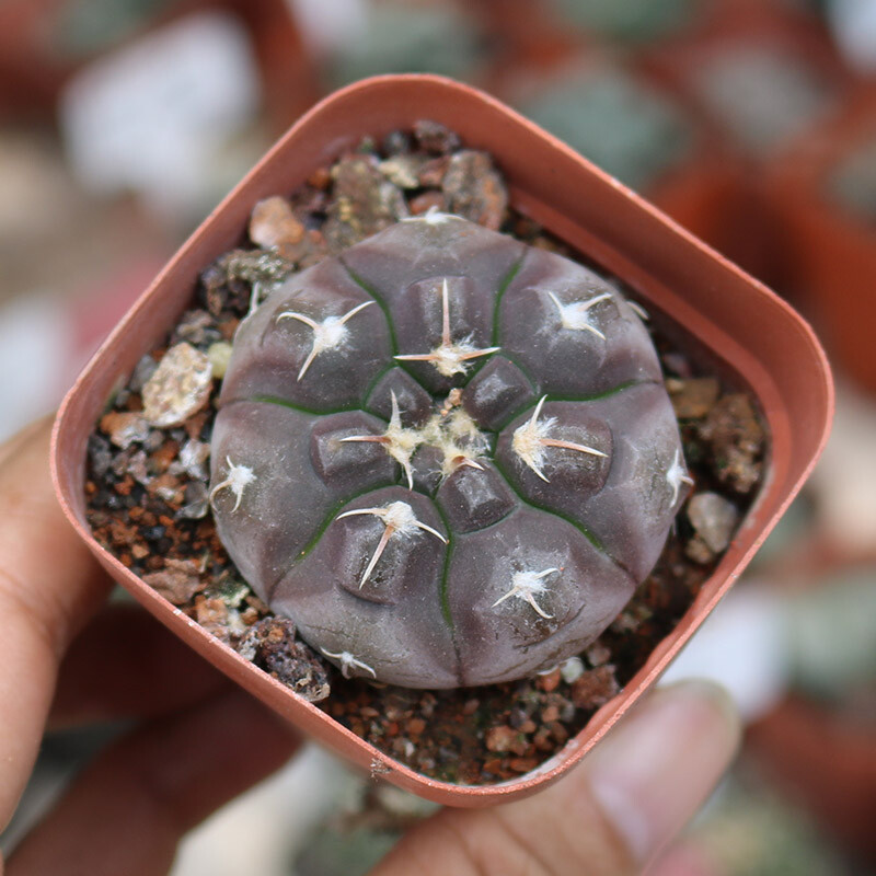 3cm Gymnocalycium Prochazkianum