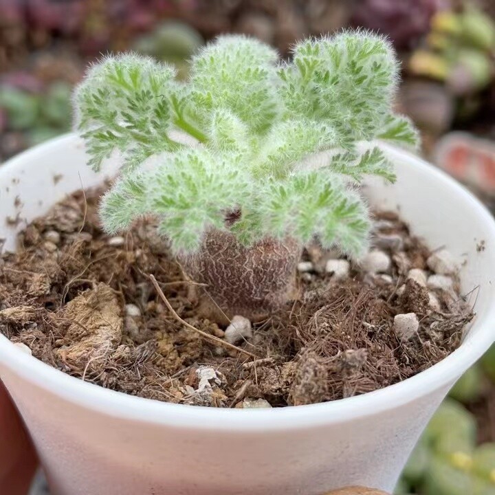 2-2.5cm Pelargonium Appendiculatum Triste